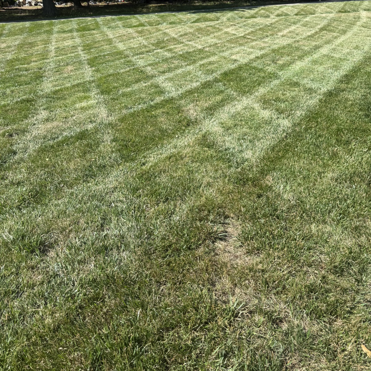 Showcase work by Edmonds Lawn Services