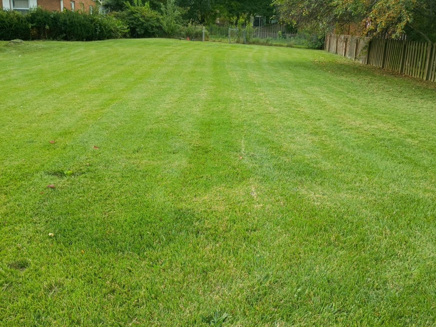 Professional mowing